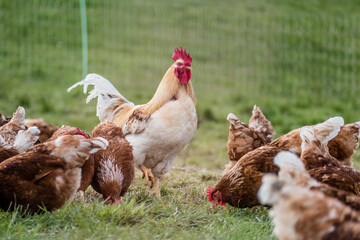 Hahn und Legehennen am Hühnerwagen