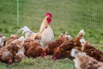 Hahn und Legehennen am Hühnerwagen