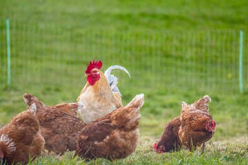 Hahn und Legehennen am Hühnerwagen