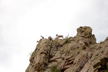 Bighorn sheep atop a rocky cliff