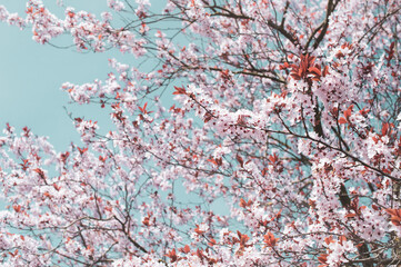 Magical spring. Bright pink blossoming trees in the sunny park	