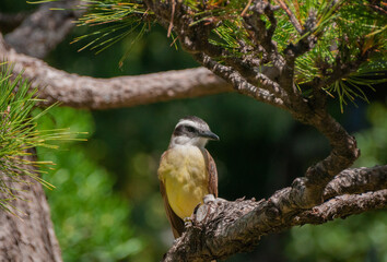 bienteveo común​​ o pitohué