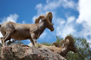 bighorn rams on a rock