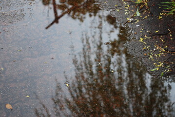 Obraz premium 水たまり