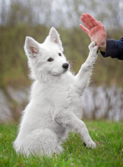 Puppy of a White Swiss Shepherd Dog sitting