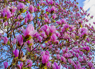 Fototapeta premium A tree of pink magnolias with a blue sky