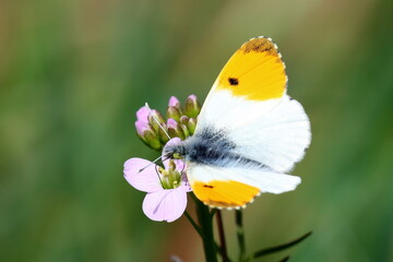 ailles ouvertes d'un papillon aurore
