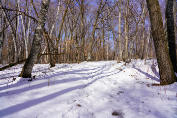 Snow in Nature Forest Landscape Park