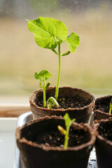 Spring Planting of Green Bean plant seedling