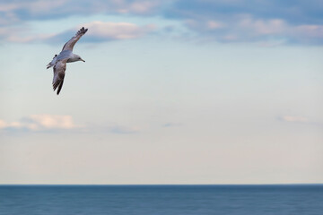 Fototapeta na wymiar Bird in Flight Over Lake Ontario