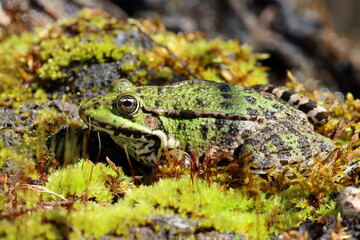 grenouille rieuse mâle