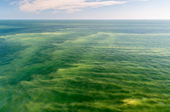 Kwitnące sinice w Morzu Bałtyckim / Blooming cyanobacteria in the Baltic Sea