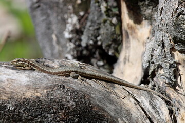 lézard à 2 bandes