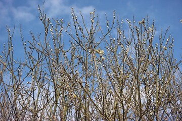 The first buds on the trees against the background of the blue sky	