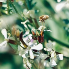Small insect of the family Bombylidae feeding in flight on a white flower