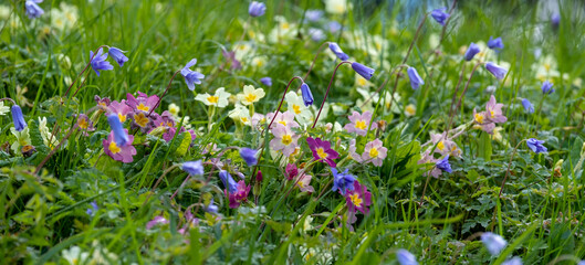Close up of colourful wild flowers growing in the grass along Addison's Walk on the banks of Holywell Mill Stream, Magdalen Meadow, Oxford UK.  Flowers include primroses and geranium.
