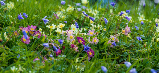 Close up of colourful wild flowers growing in the grass along Addison's Walk on the banks of Holywell Mill Stream, Magdalen Meadow, Oxford UK. Flowers include primroses and geranium. 