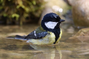Obraz premium mésange charbonnière prenant un bain