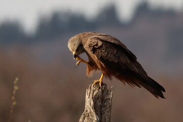 milan noir se grattant