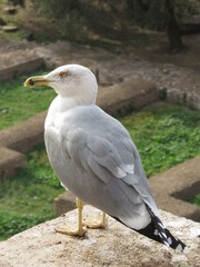 foro romano gaviotas