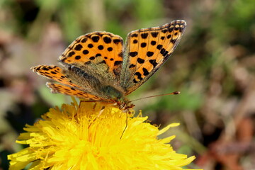 papillon nacré sur fleur de pisselit