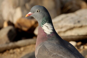portrait de pigeon ramier
