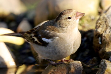 pinson des arbres femelle buvant
