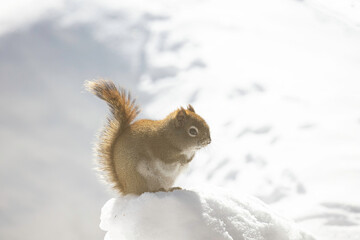 American Red Squirrel with white tail tip