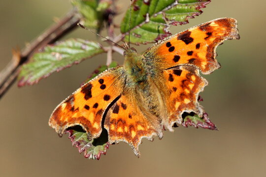papillon rober le diable sur ronce