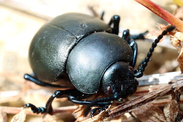 scarabée timarque obscur crache sang