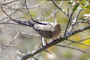 Mourning Dove adult perching on a tree branch. Santa Clara County, California, USA.