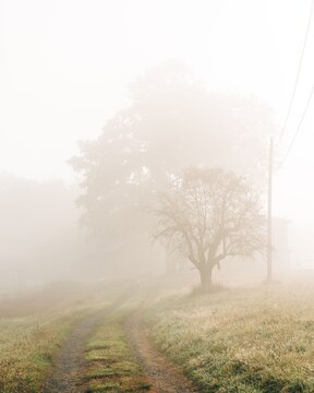 Trees and a dirt farm road on a foggy morning in Accord, New York