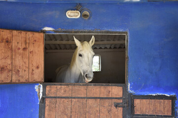 a horse peeking out the door at the horse farm. close-up portrait of a white chestnut horse standing at the horse farm looking looking out the window in its stable