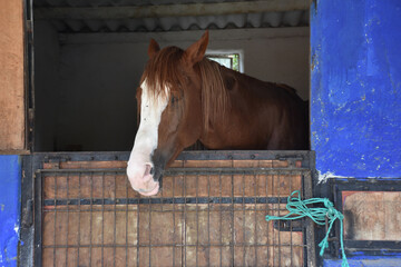 close-up portrait of a brown horse standing at the horse farm looking out the window in its stable
