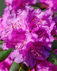 Close up view of an azalea blossom in the early morning sun