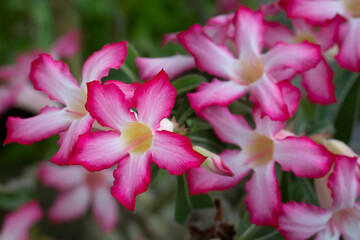 Pink adenium flowers with blurred green leaves background. 