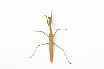 Yellow mantis isolated on white background.