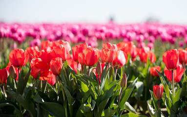 Tulips in Spring