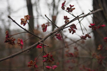 Red flowers in autumn on a fallen tree