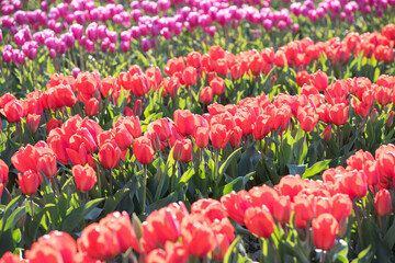 Tulips in Spring