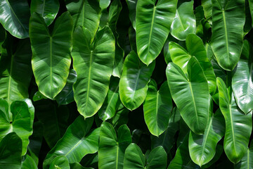 Fototapeta premium the Blushing philodendron for background.