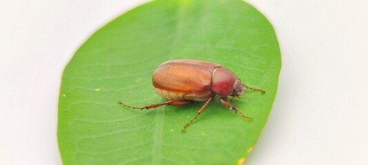 insect brown June beetle isolated on white