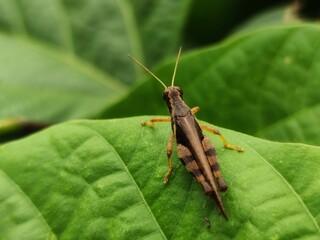 Close up of a grasshopper in Thailand