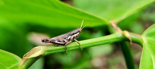 Close up of a grasshopper in Thailand