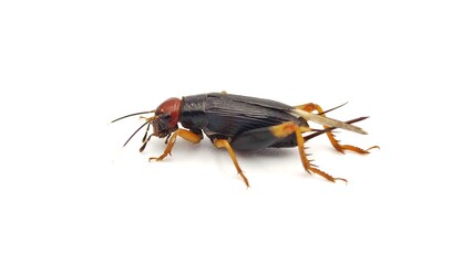 Isolated crickets set if on a white background.
