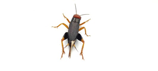 Isolated crickets set if on a white background.