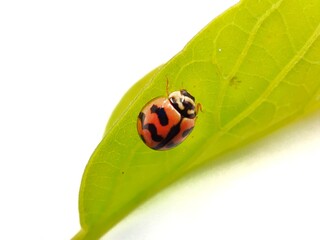 ladybug on leaf