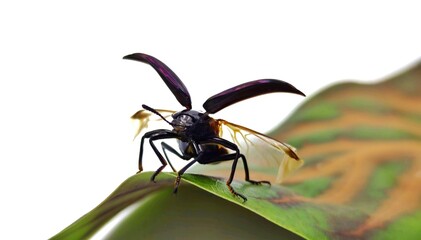 Naklejka premium The purple beetle is on a separate leaf on a white background.