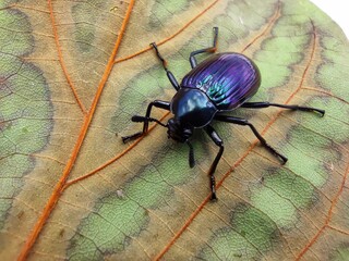 Fototapeta premium The purple beetle is on a separate leaf on a white background.