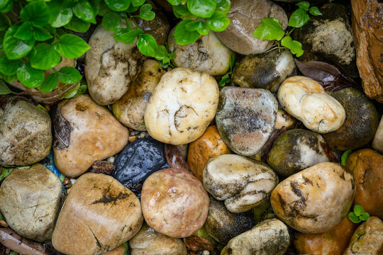 Multi Colored Pebbles With Fresh Green Leaves For Background.